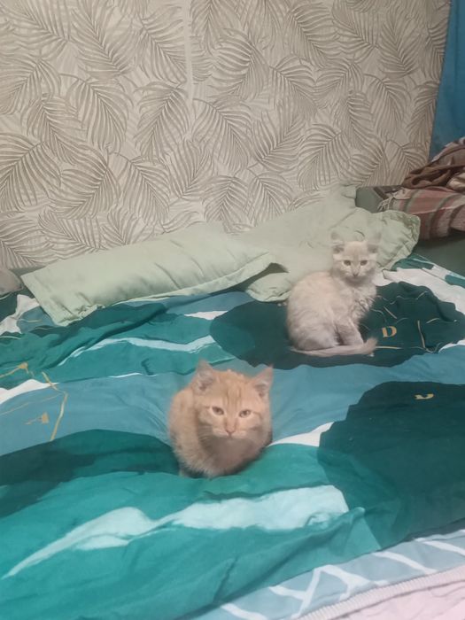 Отдам котят в хорошие руки