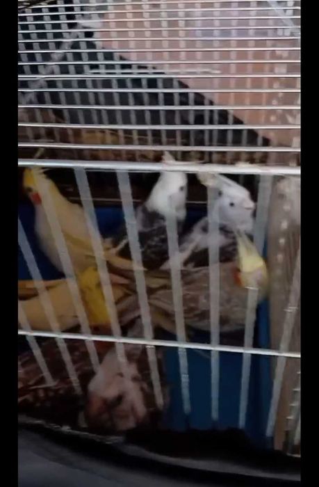 Продавам папагали корела