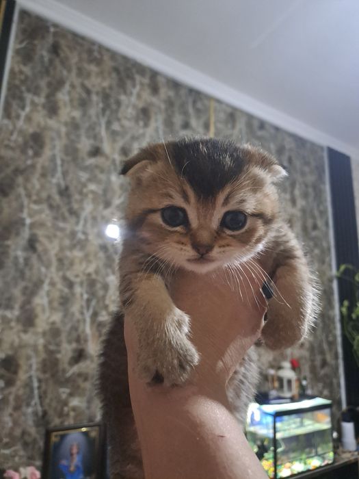 продаю  котят шиншил