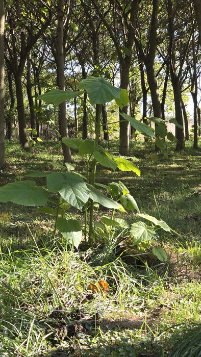Puieți de pawlonia de vânzare