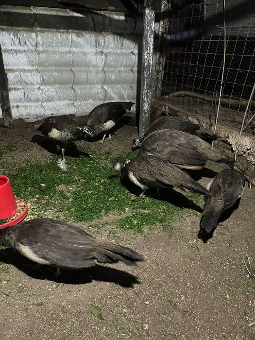 Păuni standard 2025