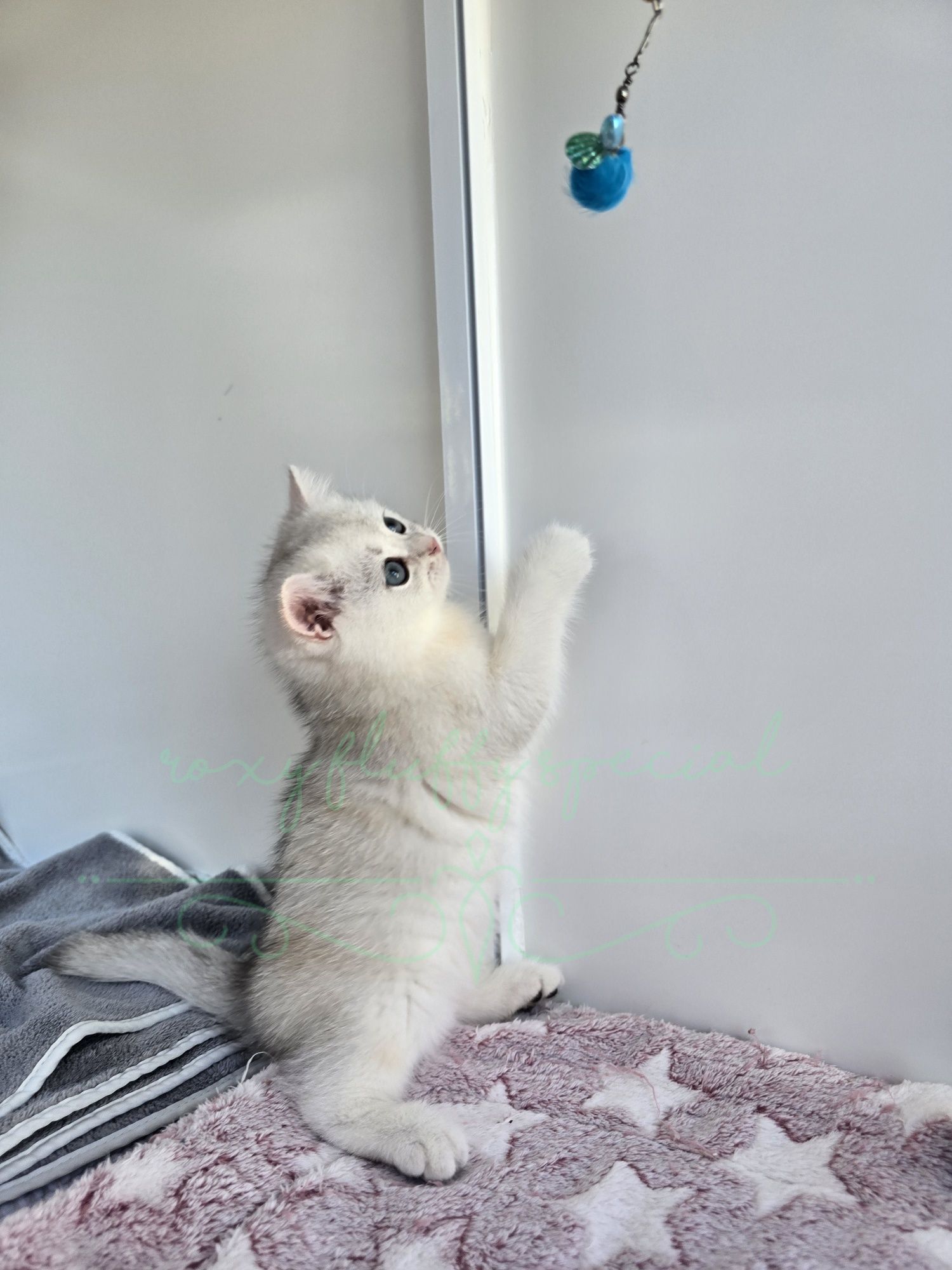 British shorthair cu pedigree