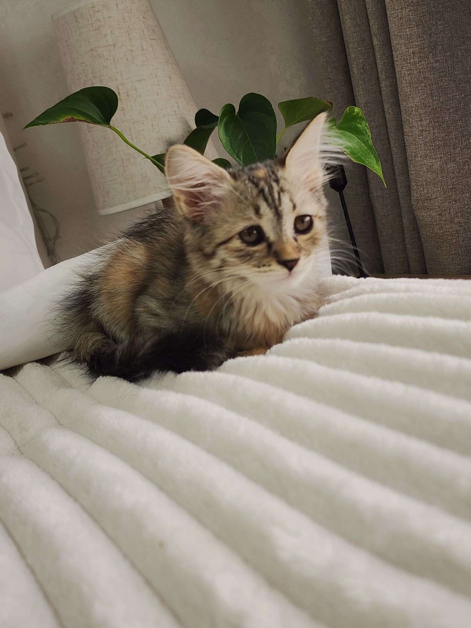 БЕСПЛАТНО ОТДАМ -Котёнок девочка 1,5 мес Латок знает на 5 +