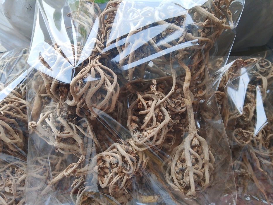 Каф Мариям уникальное растение