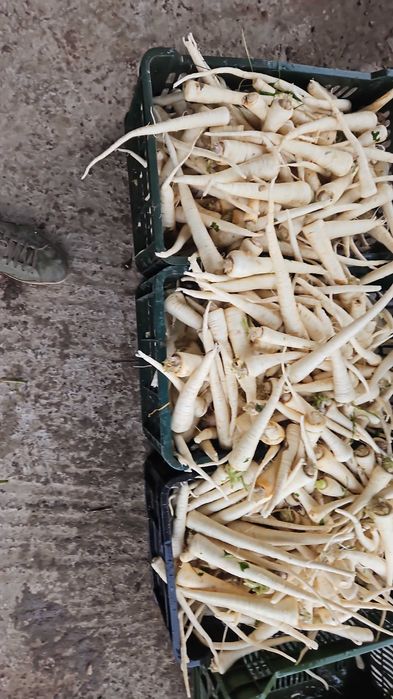 Morcovi Pătrunjel  pastranac