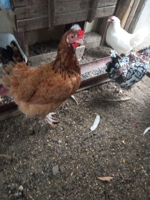 Декоративни кокошки