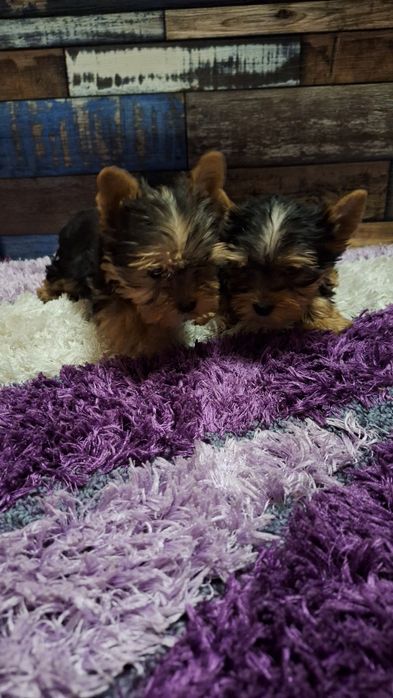 Йокширски териер