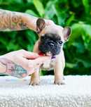 Bulldog francez cu pedigree - baietel