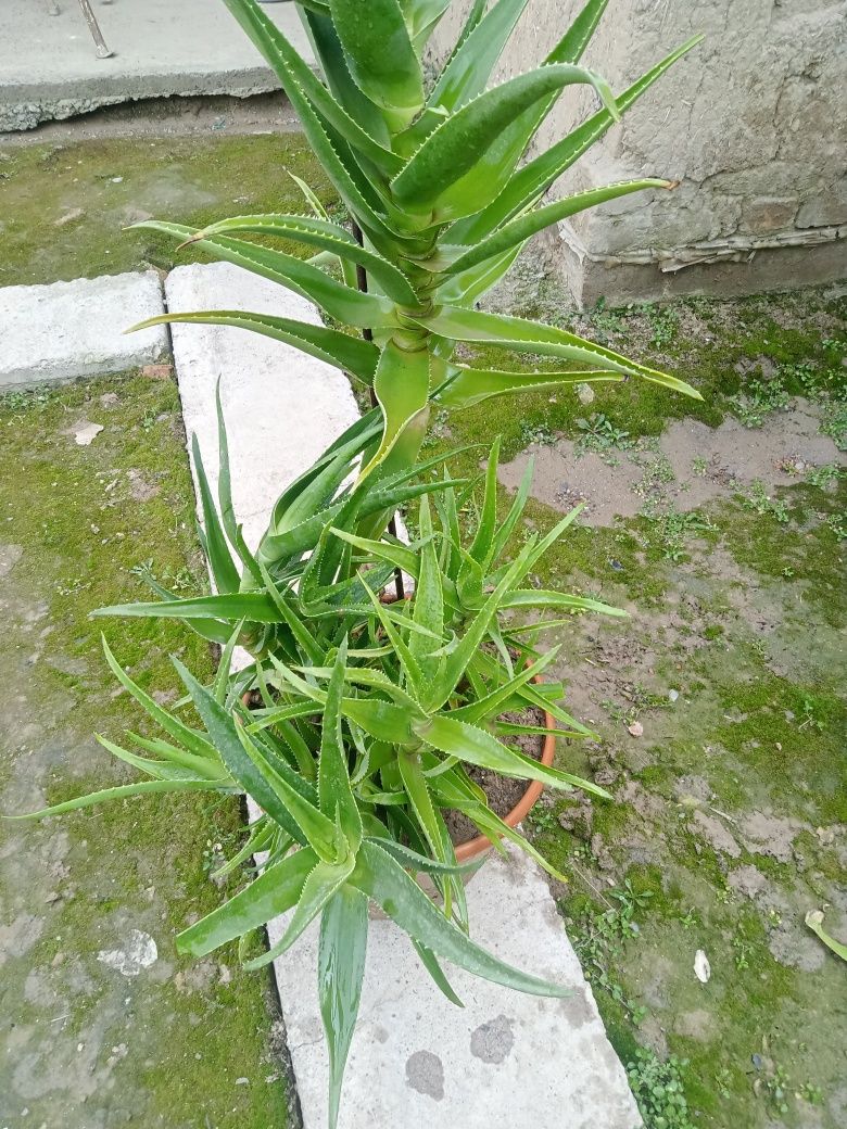 Aloe vera guli 1 dona tuvag