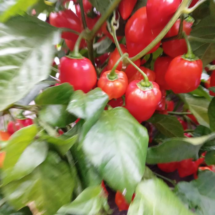 Vând ardei foarte iuţi proaspeţi soiul Habanero