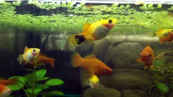 аквариумные рыбки  пецилии.