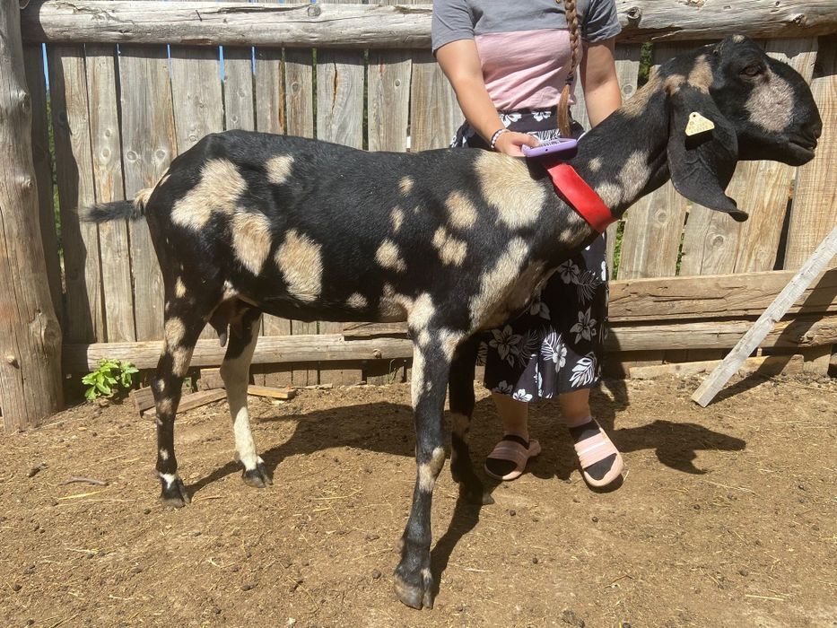 Vând capră anglo nubian