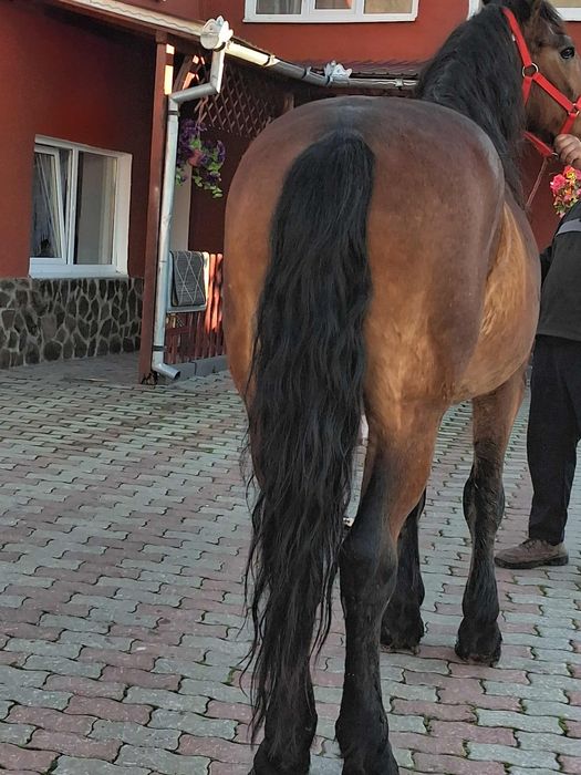 Vând sau schimb cal de nouă ani de cuminte e blând mere bine trage bin