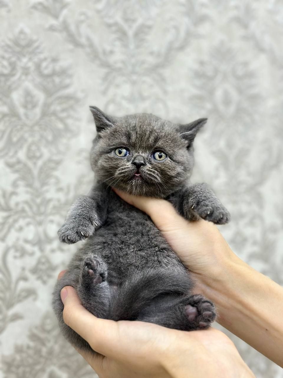 Продаются шикарные котята