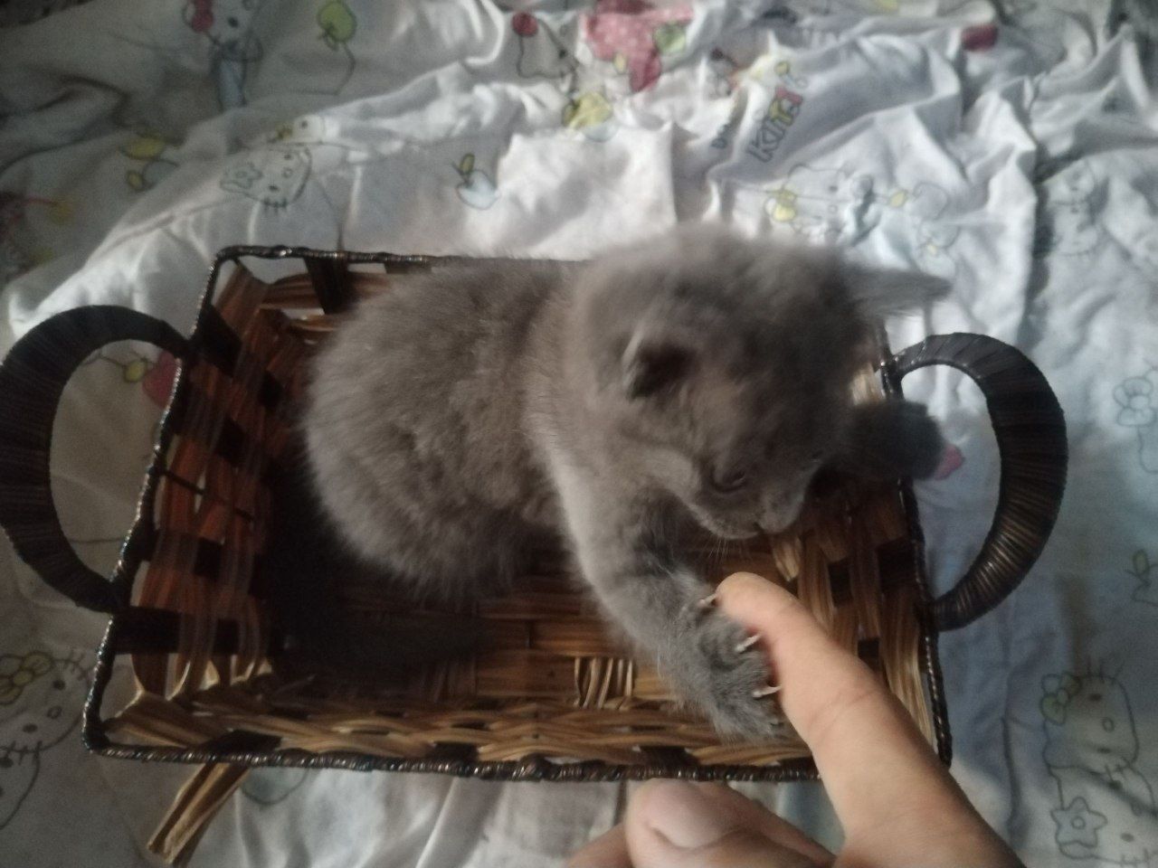 Продаются котята