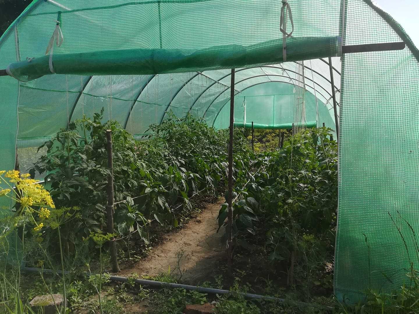 3x8m - Solar profesionale de grădină, sera sere solarii legume - NOU!