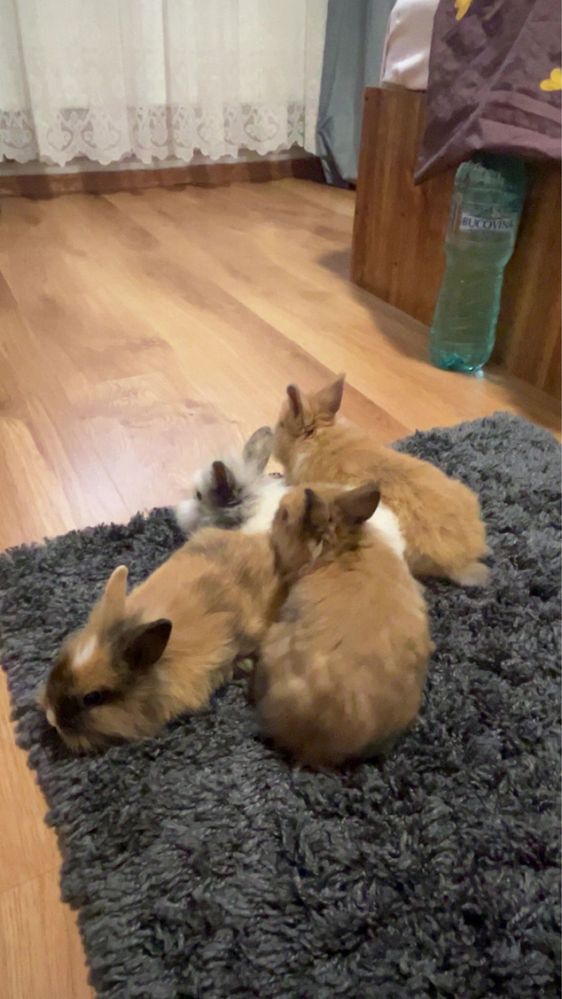 Vindem 5 iepurasi de casa