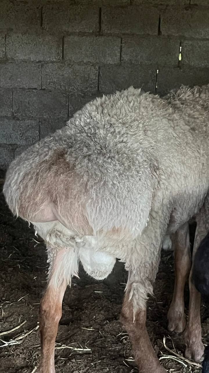 Qurbonlik uchun qo'chqor qo'ylar bor uyda boqilgan