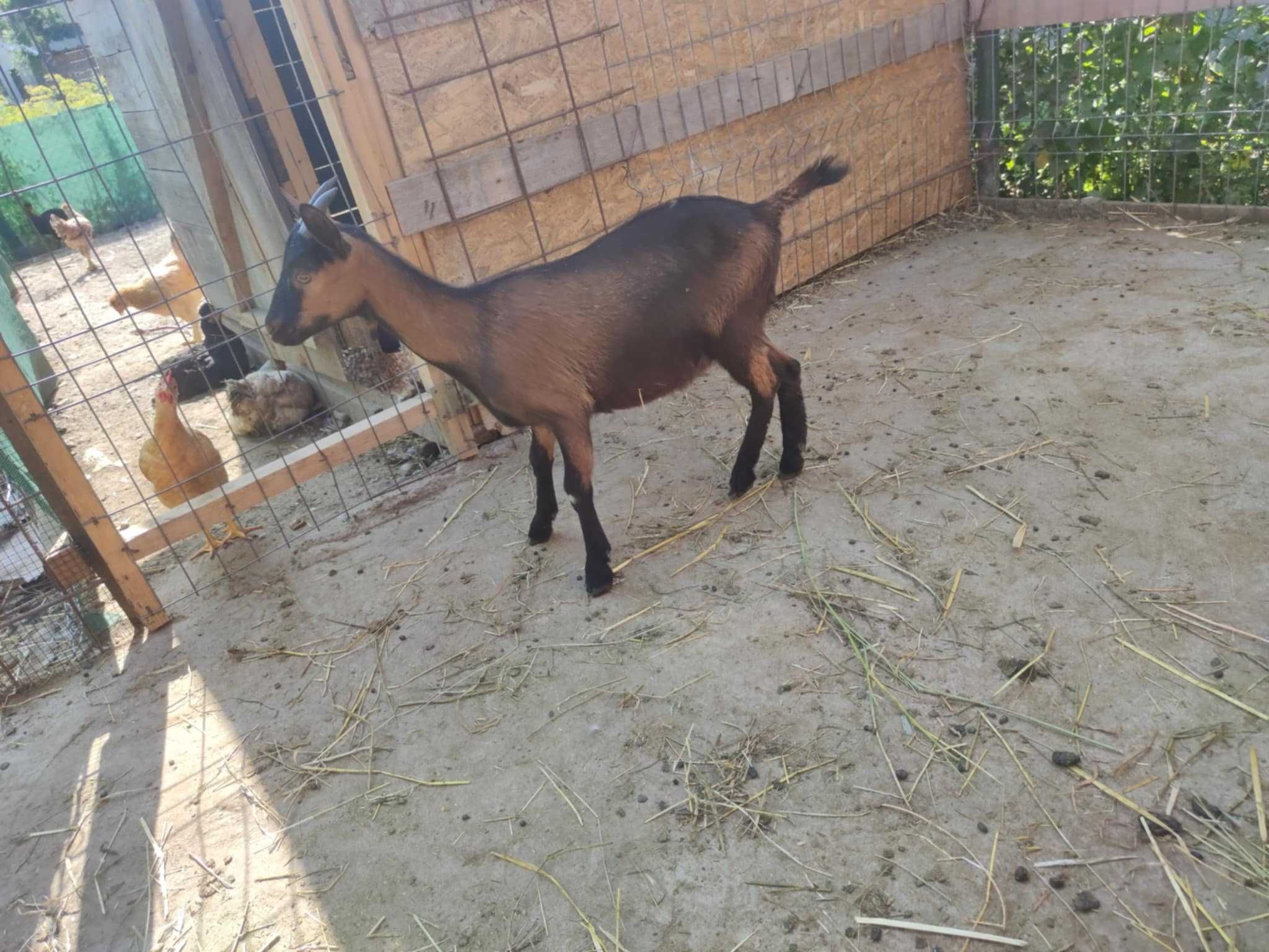 5 Capre + 10 iedute sau schimb cu cereale sau utilaje