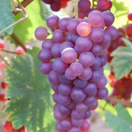 Vita de vie nobila ( Roze )