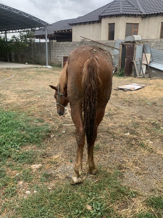 Тай сатылады бағасы 480000