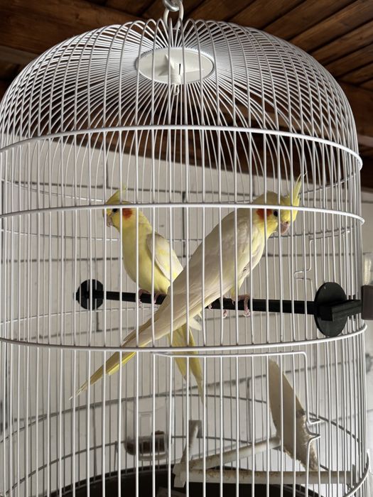 Papagali nimfe pereche