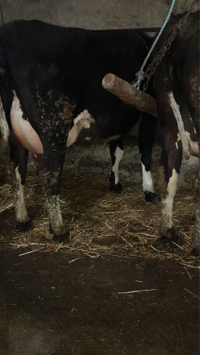 Ofer spre vanzare  vacute