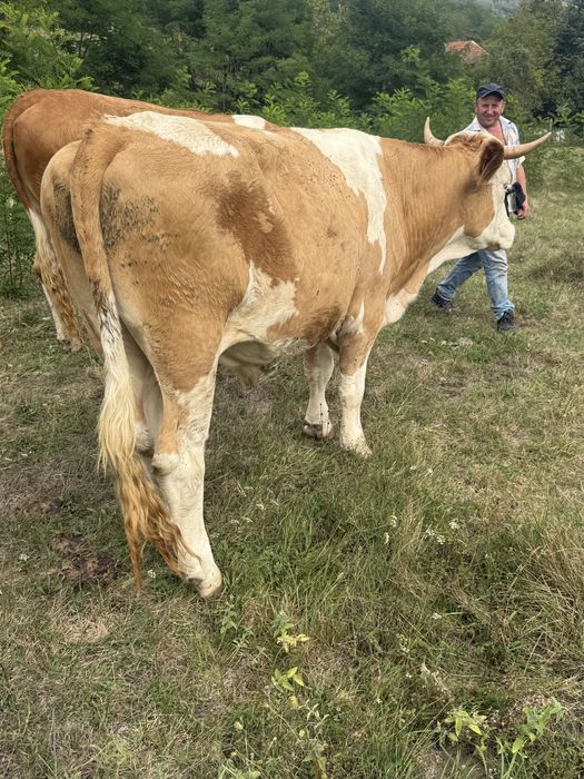 Vând junci de 3 ani