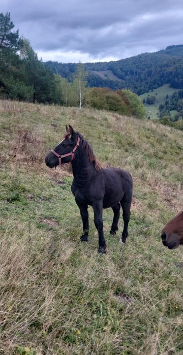 De vânzare mânz de 5 /6 luni