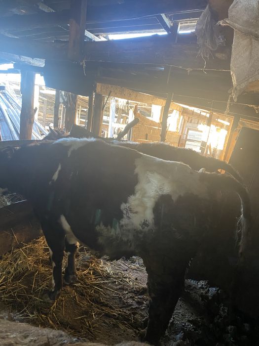 Продам бычков оптам !