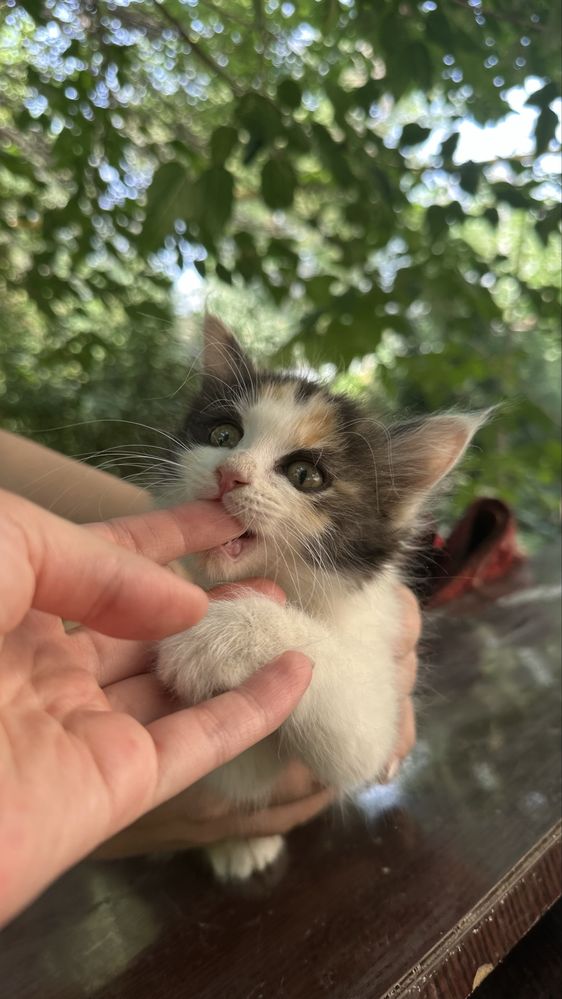 Ребёнок кошки в семью