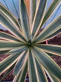 Yucca gloriosa variegata - студоустойчива Юка с шарени листа