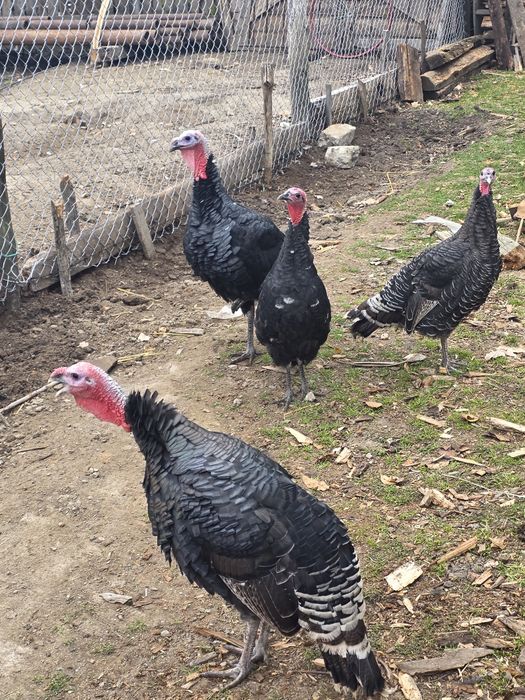 Vând familie de curci și bibilici