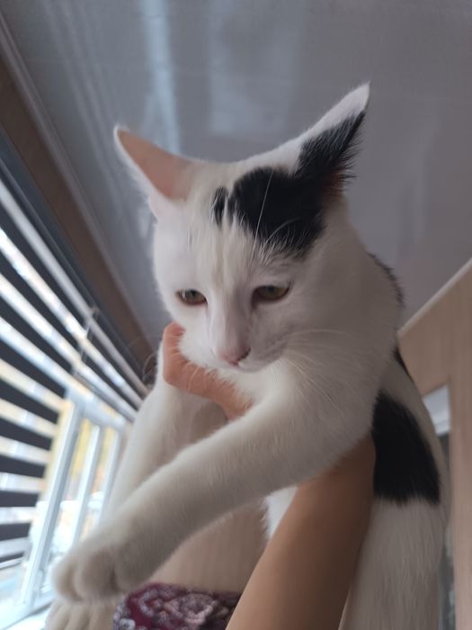 Uy mushugi, 6 oylik ortancha bepulga beriladi