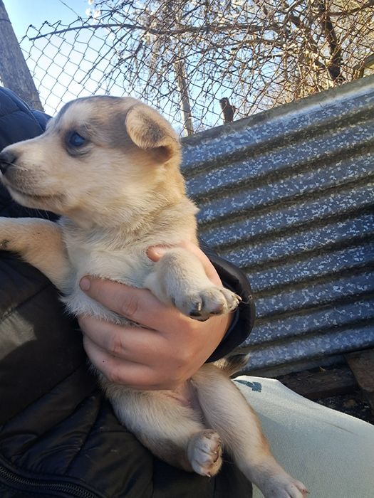 Подарявам кученцата