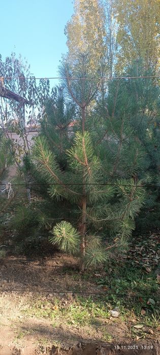 Крис сасналар бор