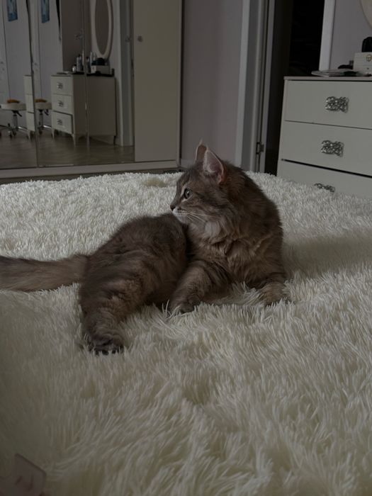 Отдам в добрые руки ласковую, тактильную кошечку.