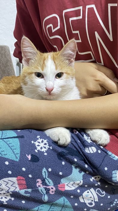 Тактильный ласковый котенок в добрые руки