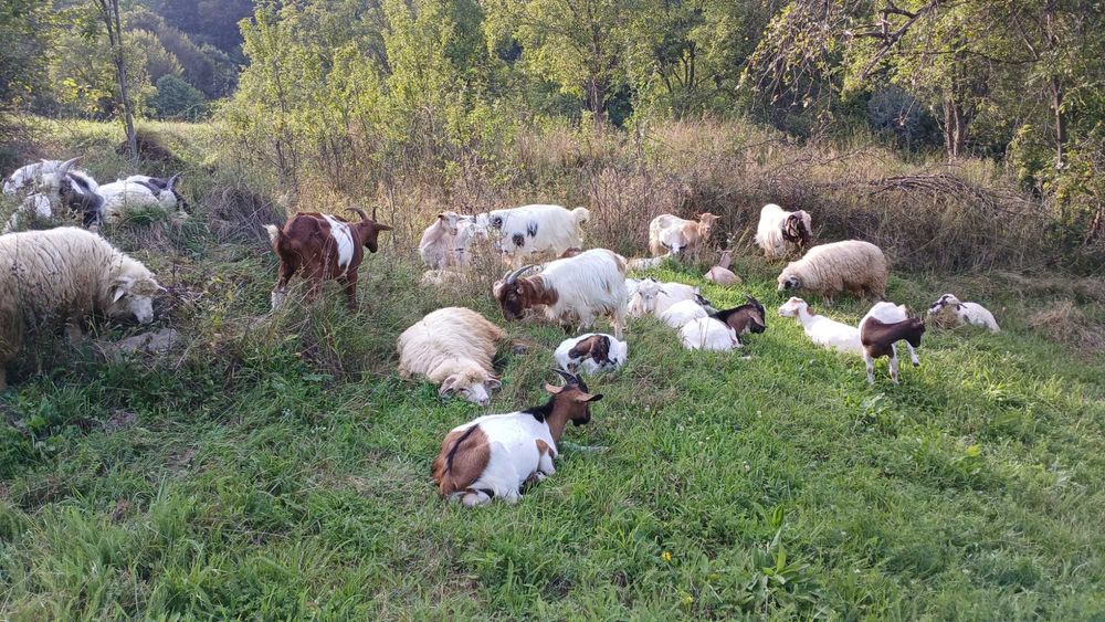 Vând țapi pentru montă