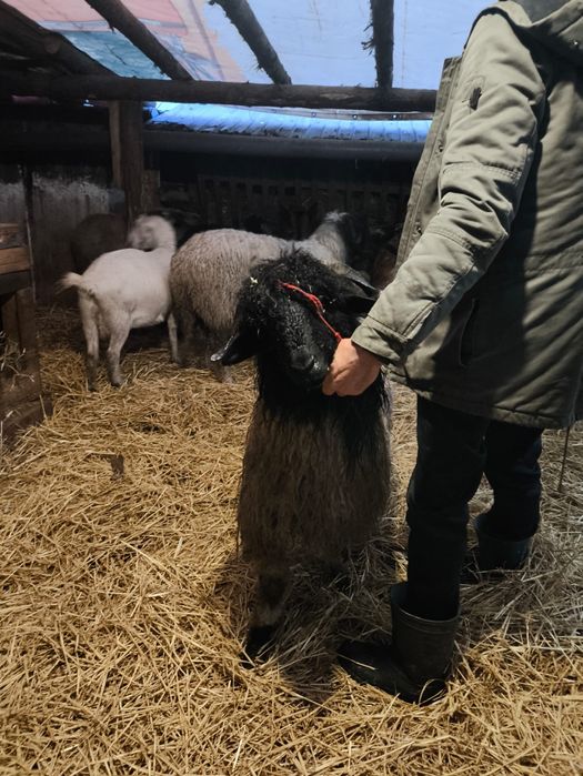 Vând miei Ștefan cel Mare olt