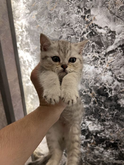 Продаются Шотландские вислоухи