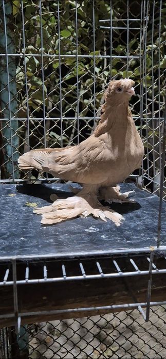 Жолтаяяяяяяяяяяч