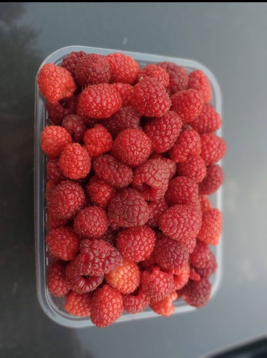 Продам Саженцы Малины