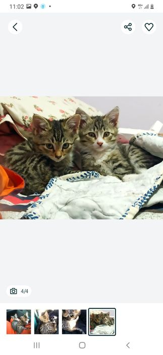 Котёнок котята кошка кот питомец бесплатно