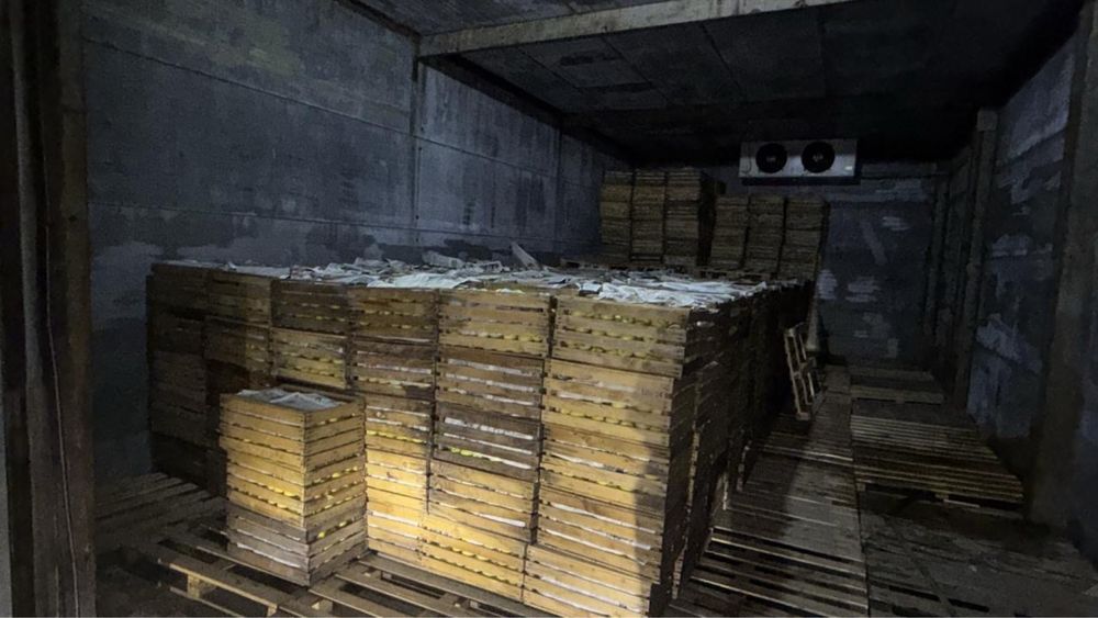 Продажа яблок сорт золотой превосходный