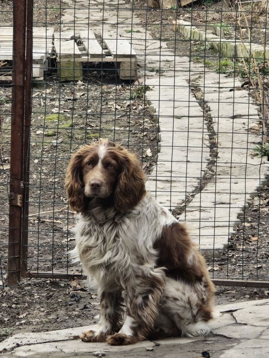 Вязка,случка спаниель