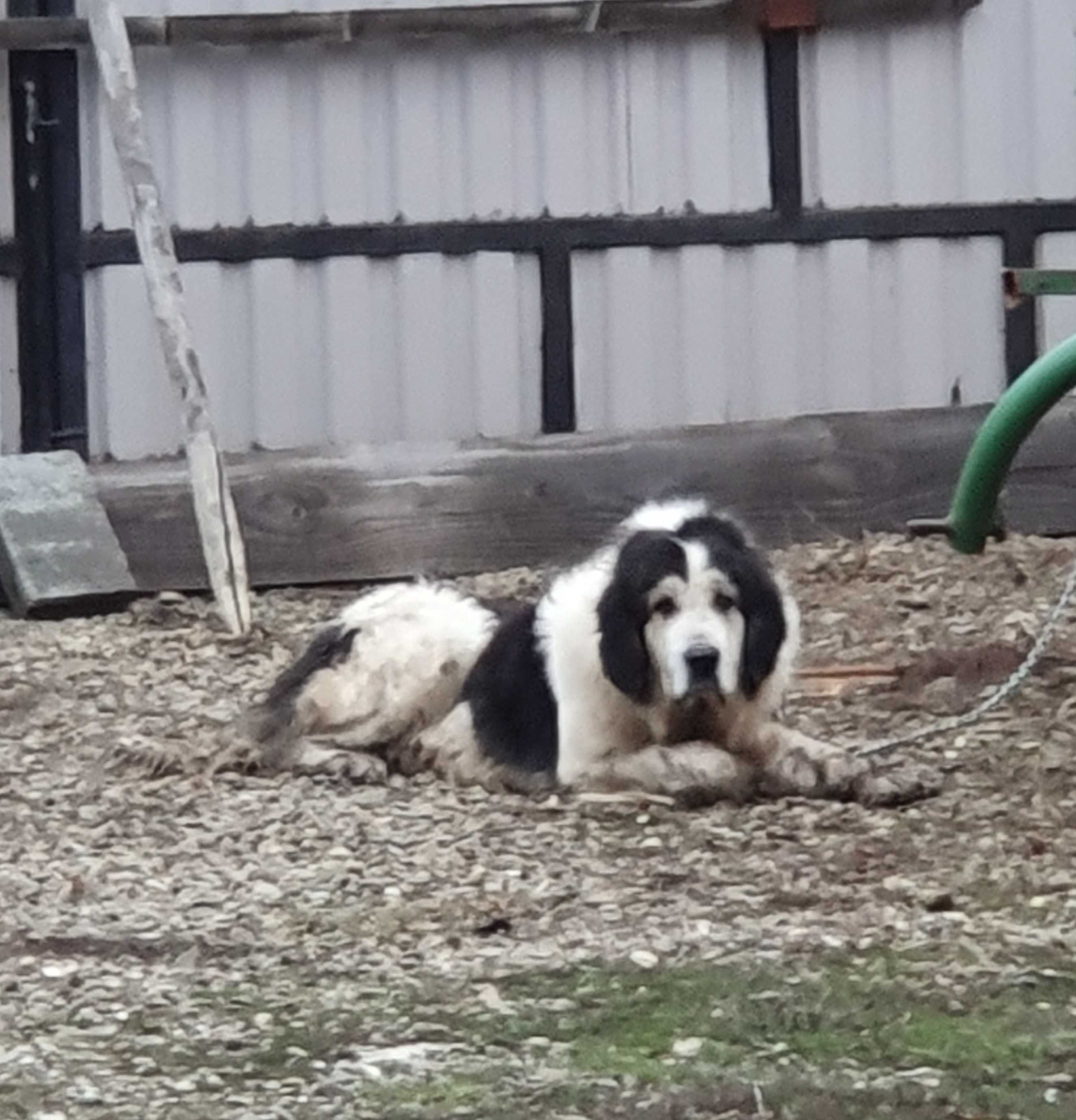 Femela ciobănesc de bucovina