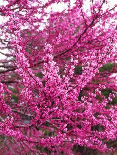 Pomi Ornamentali  cercis oklahoma