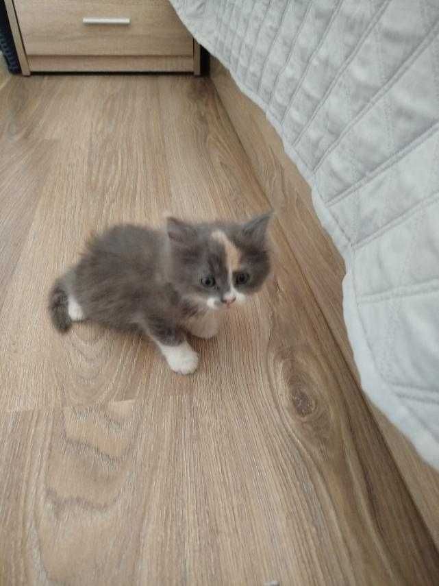 Подарям мъжко   котенце.