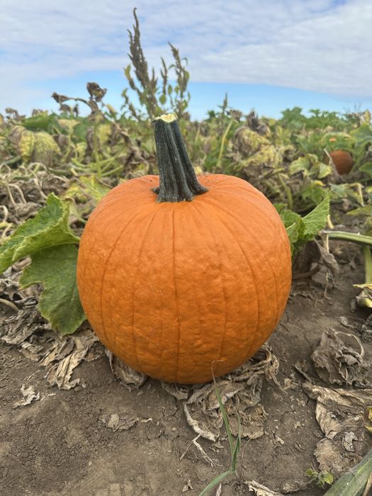 Dovleci Hallowee Kratos Gladiator – Varza de murat - Ceapa- placintari